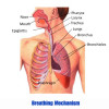 Breathing Mechanism Diagram